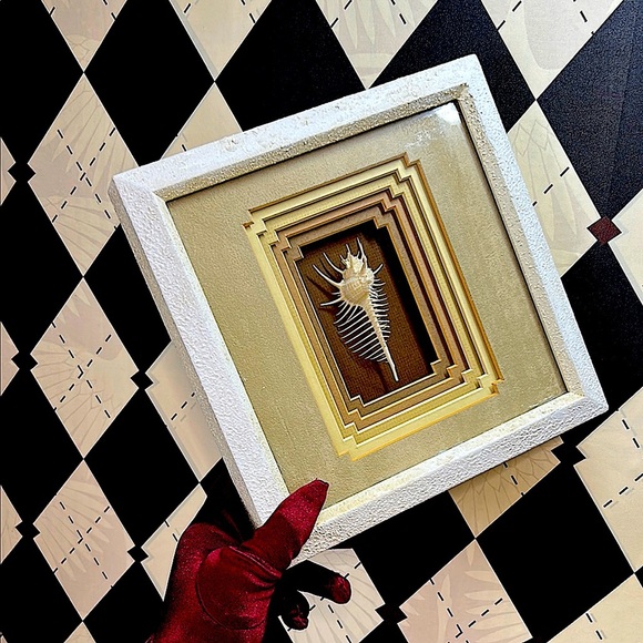 Rare Venus Murex Shell in Tiered Shadow Box Frame - Real This is Not a Picture - Picture 9 of 10
